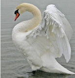 http://trinixy.ru/pics4/20110511/podb/4/beautiful_swans_21.jpg
